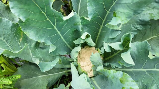 cauliflower in the garden