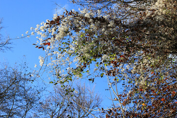 Old Man's Beard Clematis Climber against Bright Blue Sky in Autumn