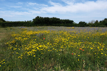 Vibrant Wildflower Meadow in Summer with Yellow and Purple Blooms