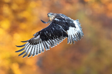 The ferruginous hawk (Buteo regalis) is a large bird of prey and belongs to the broad-winged buteo hawks. An old colloquial name is ferrugineous rough-leg