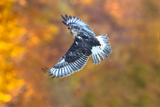 The ferruginous hawk (Buteo regalis) is a large bird of prey and belongs to the broad-winged buteo hawks. An old colloquial name is ferrugineous rough-leg