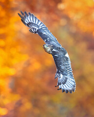 The ferruginous hawk (Buteo regalis) is a large bird of prey and belongs to the broad-winged buteo hawks. An old colloquial name is ferrugineous rough-leg