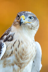 The ferruginous hawk (Buteo regalis) is a large bird of prey and belongs to the broad-winged buteo hawks. An old colloquial name is ferrugineous rough-leg