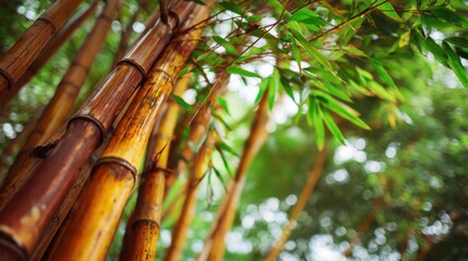 Fototapeta premium Close-up of vibrant bamboo stalks and foliage 