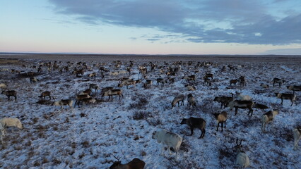 Siberia Nenets photo drone of the samoyedos desert in Yamal Russia © pau