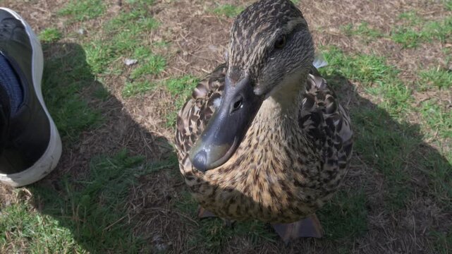 Mallard Duck (Anas Platyrhynchos) female getting vey close to the photographer and looking straight into the camera. August, Kent, UK. Half speed