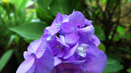 Garden plant in bloom with flowers of large violet petals