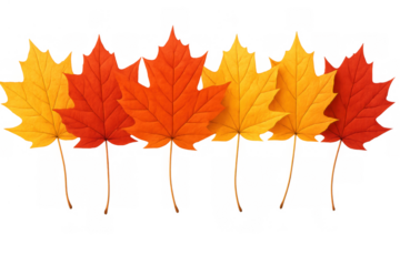 Autumn maple leaves in a row, realistic seasonal foliage design elements, red, orange, and yellow colors