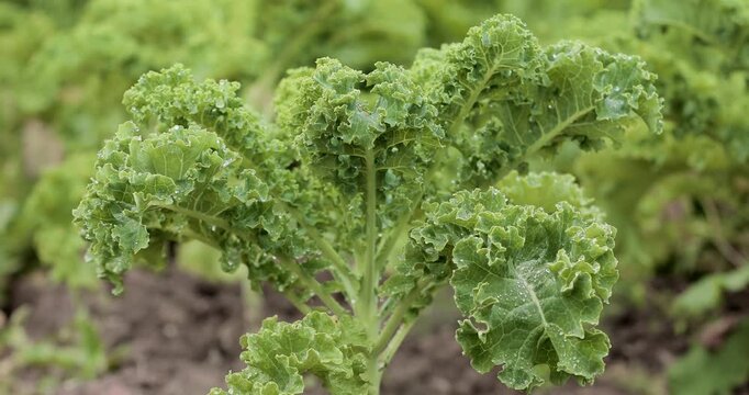 Curly kale (Brassica oleracea var. acephala) growing on a farm bed with smooth focus shift. Textured green leaves highlight organic farming, healthy eating, and eco lifestyle concepts.