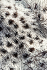 Animal fur texture with spotted pattern in soft gray and white  