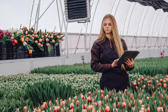 Young horticulturist inspecting flower beds, Caucasian florist carefully checks tulip health, Young flower specialist assesses condition and arrangement of blooming tulips meticulously - Powered by Adobe