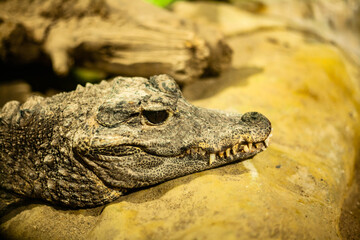 Close-up of a live pygmy caiman’s head, showcasing its textured scales, sharp features, and intense gaze in a detailed wildlife portrait.