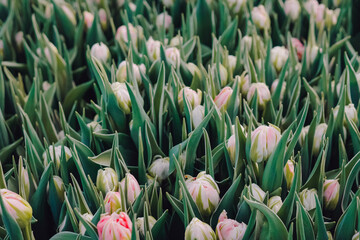 Fototapeta premium Rows of pink tipped tulip buds ready for harvest, florist preparing bundles for market, cool morning light, crisp green foliage, seasonal spring sale atmosphere, vendor activity implied