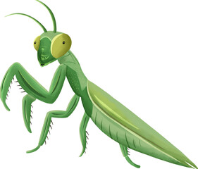 Vibrant Green Praying Mantis Cartoon Illustration With Detailed Features And Lively Expression