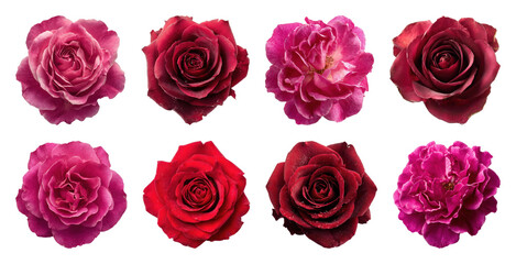 PNG Vibrant roses in full bloom, element set on transparent background
