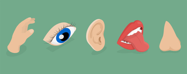 Five senses concept. Hearing with ear, looking with eye, smelling with nose, tasting with mouth, touching with hand. Sensory perceptions with organs. Flat isometric style.