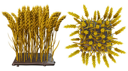 3d render with wheat bed, isolated on transparent or white background, front view and top view.