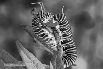 Monarch butterfly caterpillars fighting over a milkweed bloom