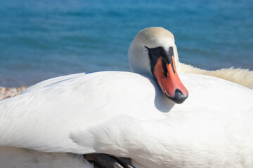 A sleeping white swan on a pebbled beach at Lake Garda, Italy, resting its head on its wing in the sunlight, creating a peaceful and serene lakeside scene, close-up