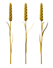 3d render rotate with cartoon ear of wheat isolated on transparent or white background.