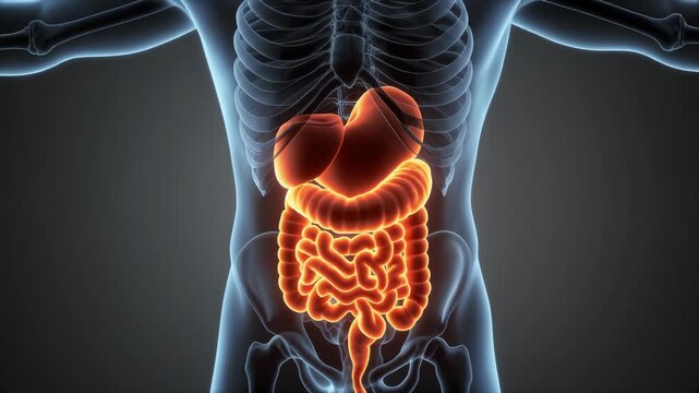 Detailed 3D Animation of the Human Digestive System Showing Stomach Intestines Liver and Pancreas in a Transparent Human Body Anatomy X-ray View