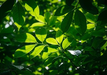 green leaves background