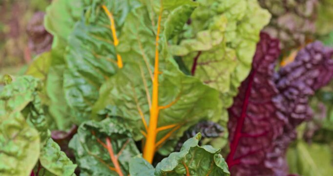 Swiss chard (Beta vulgaris) growing in a garden bed with bright colorful leaves. Nutritious organic vegetable from a farm, ideal for vegan diets, healthy food concepts, and traditional medicine.