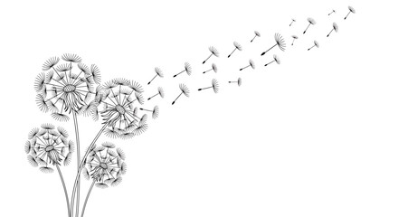 An elegant black and white illustration of dandelion flowers with their seeds blowing away in the wind on a clear background.