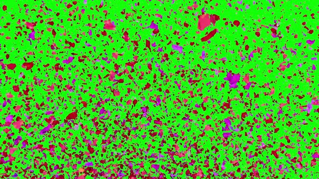 thousands wedding flower confetti seamless loop animation of pink petals splash on greenback background created by 3d modeling.	