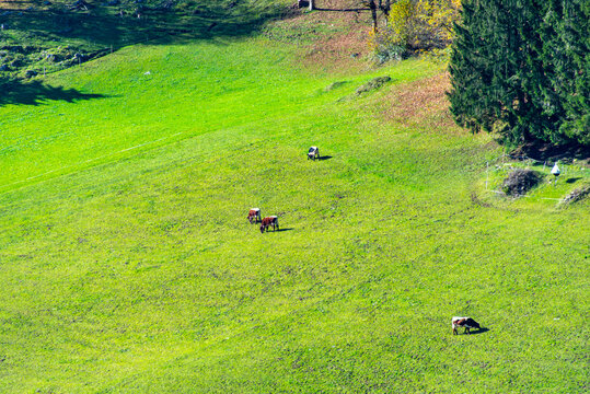Cattle Pasture in Austrian Alps