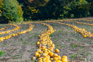 Harvest of Styrian Oil Pumpkins