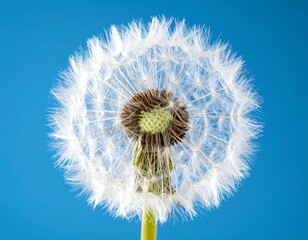 Delicate dandelion clock against a vibrant blue background, showcasing its fragility