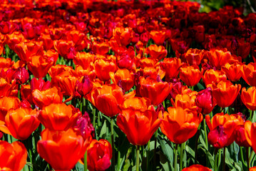 Tulips Blooming Season in Garden