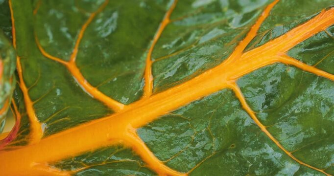 Close-up of a fresh Swiss chard leaf with a bright yellow stem and rich green surface. Dew or water drops fall on the leaf, highlighting organic farming and healthy nutrition concepts. (Beta vulgaris)