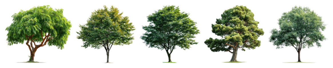 Obraz premium Variety of lush trees