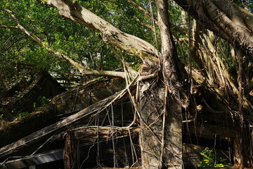 Fototapeta premium Banyan Tree at Anping Tree House in Tainan, Taiwan - 台湾 台南 安平樹屋 