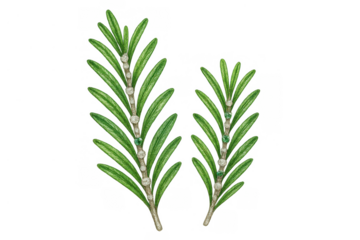 Rosemary sprigs illustrating freshness and natural aroma for culinary and herbal uses, transparent background