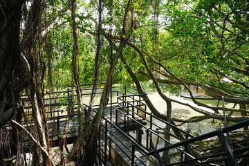Banyan Tree at Anping Tree House in Tainan, Taiwan - 台湾 台南 安平樹屋	