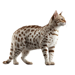 Naklejka premium Majestic Bengal Cat: A beautiful bengal cat exhibits its elegant spots and striking features, captivating the viewer's attention with its poised and regal posture.
