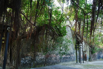 Banyan Tree at Anping Tree House in Tainan, Taiwan - 台湾 台南 安平樹屋	