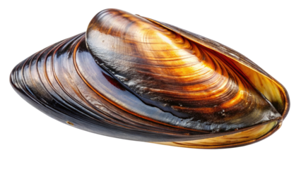 Single fresh mussel shell, open and iridescent, prime seafood.