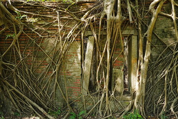 Banyan Tree at Anping Tree House in Tainan, Taiwan - 台湾 台南 安平樹屋	