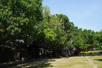 Banyan Tree at Anping Tree House in Tainan, Taiwan - 台湾 台南 安平樹屋	