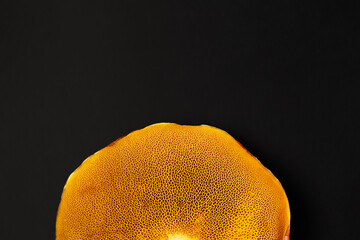 Close-up of butter mushroom cap underside with detailed pores and bright yellow texture on black background. Natural macro of edible wild fungus, organic food concept.