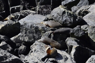 A captivating wildlife scene! A colony of New Zealand Fur Seals (Kekeno) basks on a dramatic, stratified coastal rock face. Ideal for New Zealand travel, geology, and wildlife editorial projects.