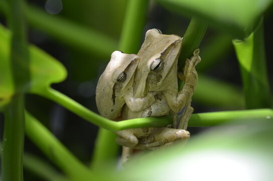 A rare biological moment! This intimate macro photo captures two tropical tree frogs in amplexus (mating embrace) on a vibrant green stem. Ideal for biology, nature, and life cycle concepts.