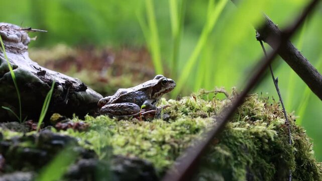 A Brown Frog Rests On Moss, Partially Obscured By Blades Of Green Grass In The Foreground. Natural Forest Scene With An Amphibian.