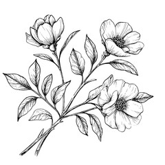 Flowers on a twig with petals and buds, black and white sketch. Digital illustration. A bouquet of spring and summer flowers, the pattern is isolated on a white background49