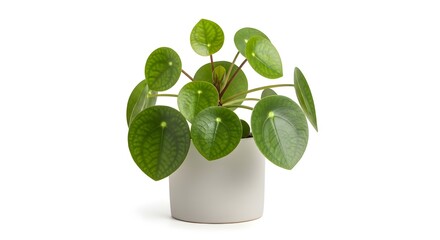 Dieffenbachia plant with variegated green-yellow leaves presented as an isolated indoor foliage plant on a clean white background