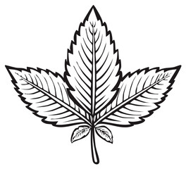 Fototapeta premium Maple leaf illustration in bold black outlines for design and decoration projects